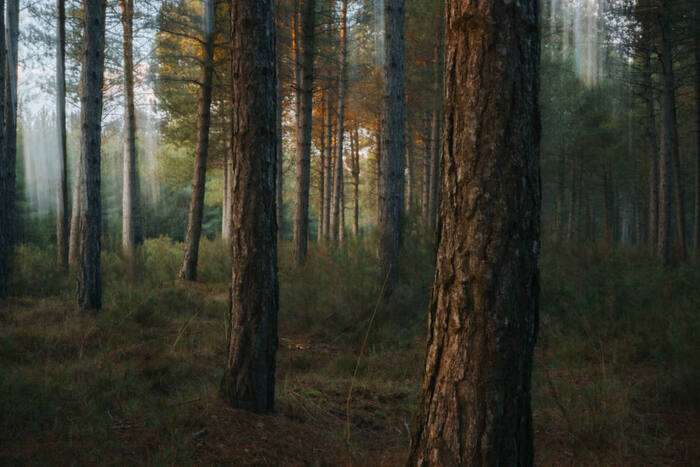 Zeiss  Otus ML 50mm F/1.4 Sony E